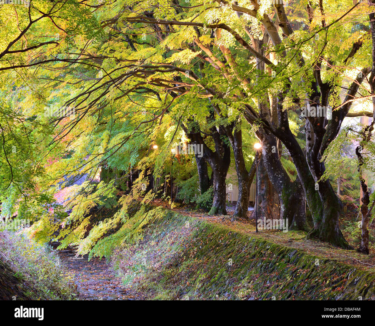 Feuille d'érable en Tunnel Kawaguchi, le Japon. Banque D'Images