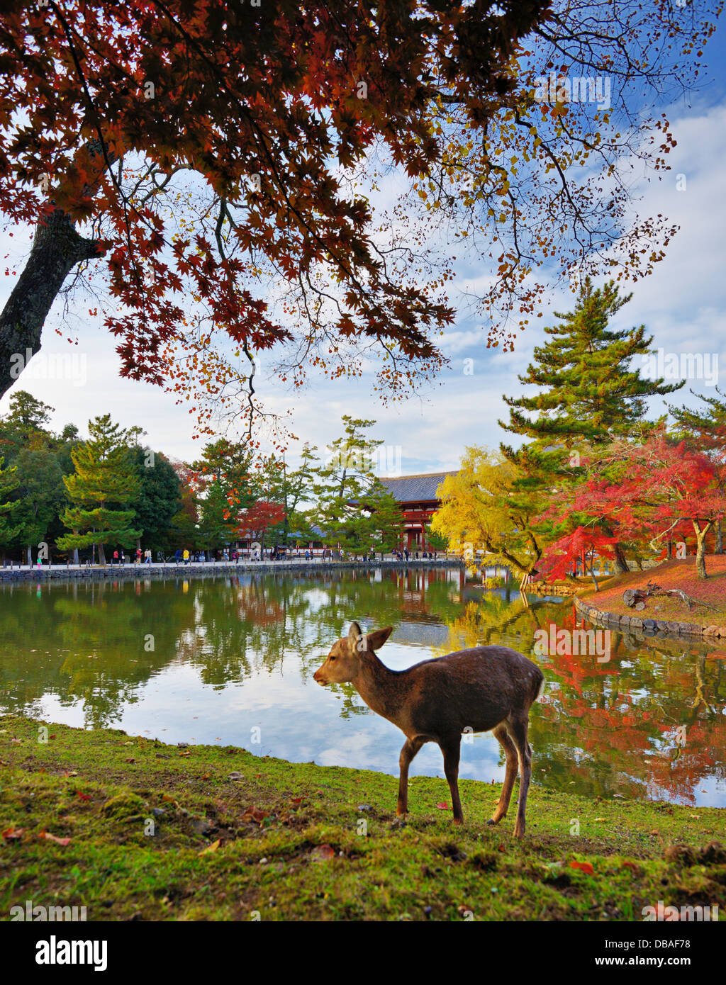 Deer au Temple Todai-ji à Nara, au Japon. Banque D'Images