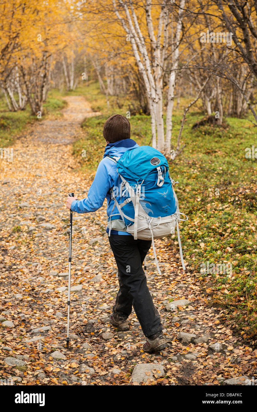 Female hiker randonnées à travers l'automne forêt de bouleaux près de Abisko à extrémité nord de Kungsleden trail, Laponie, Suède Banque D'Images