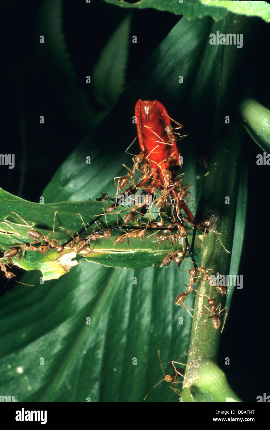 Common Jungle Insects Insectes de la jungle Banque de photographies et d’images à haute ...