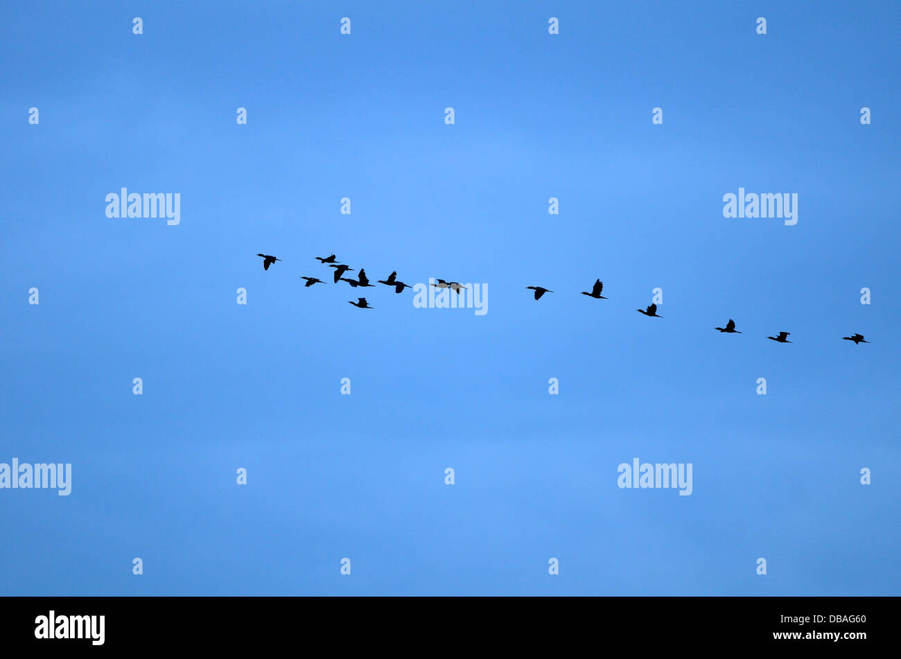 Les oiseaux retour à l'nest Banque D'Images