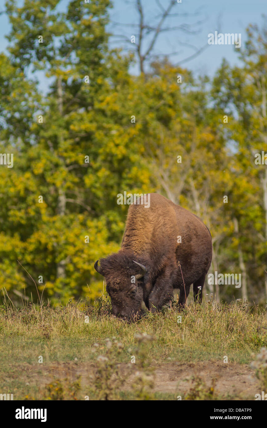 Bison des plaines (Bison bison bison) Vertical photo d'un buffle mâle, le pâturage au parc national Elk Island, en Alberta, Canada Banque D'Images