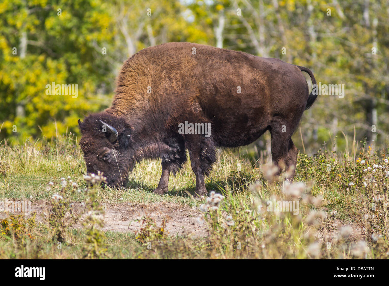 Bison des plaines (Bison bison bison) mâles buffles qui paissent au parc national Elk Island, en Alberta, Canada Banque D'Images