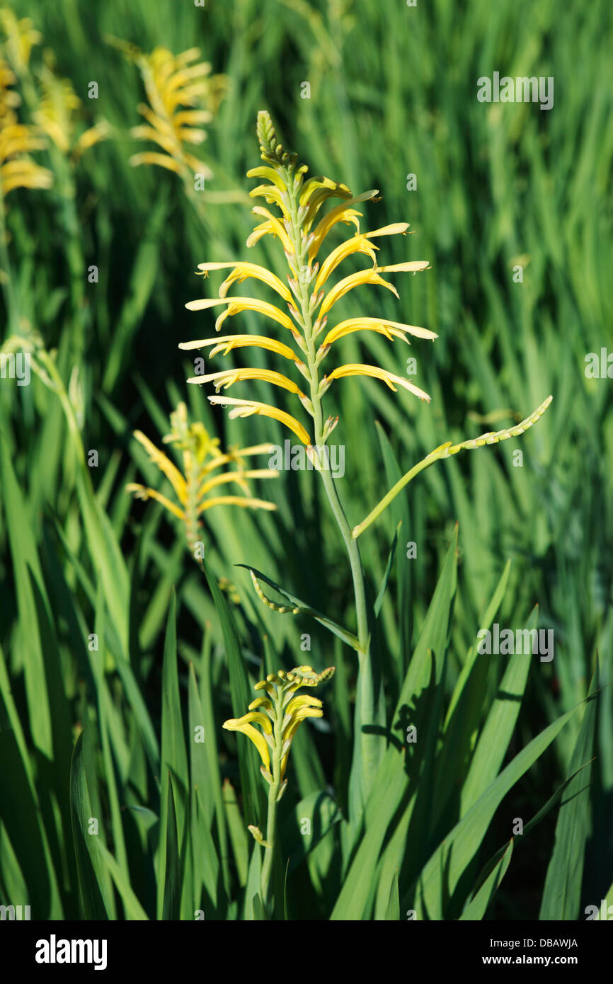 Lily Cobra jaune ou jaune Chasmanthe Chasmanthe floribunda (uckittii «'), la famille de l'Iris, Le Cap, Afrique du Sud Banque D'Images