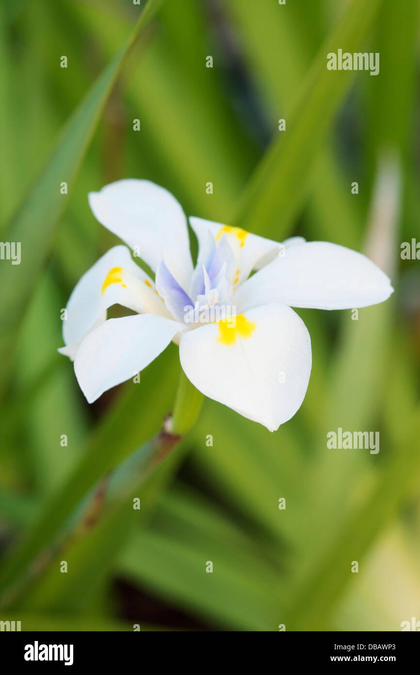 Le gros gibier sauvage ou Iris Iris Dietes grandiflora (FÉE), Cape Town, Afrique du Sud Banque D'Images