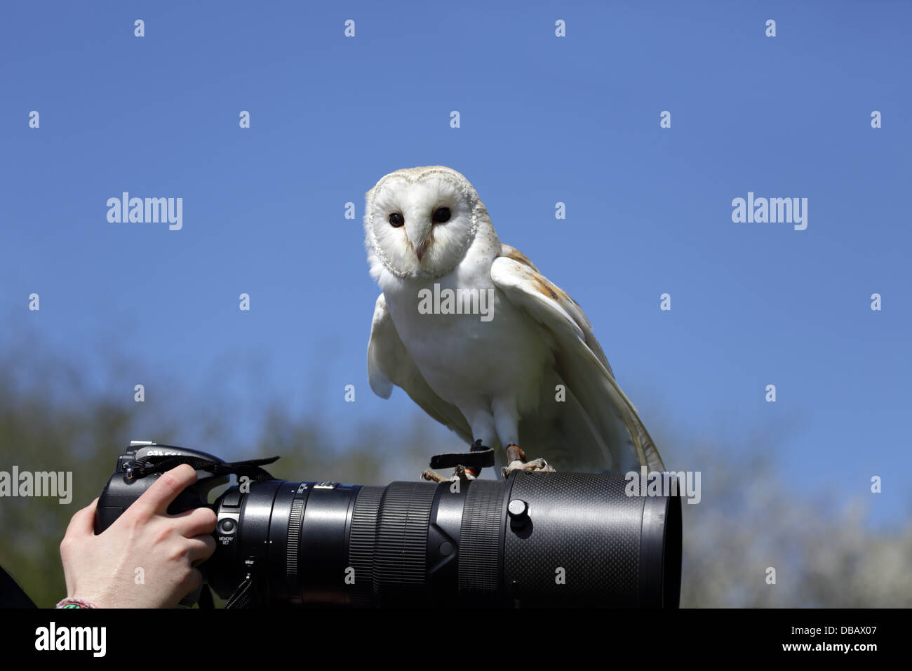 Effraie des clochers, Tyto alba ; sur l'objectif de l'appareil, Cornwall, UK Banque D'Images