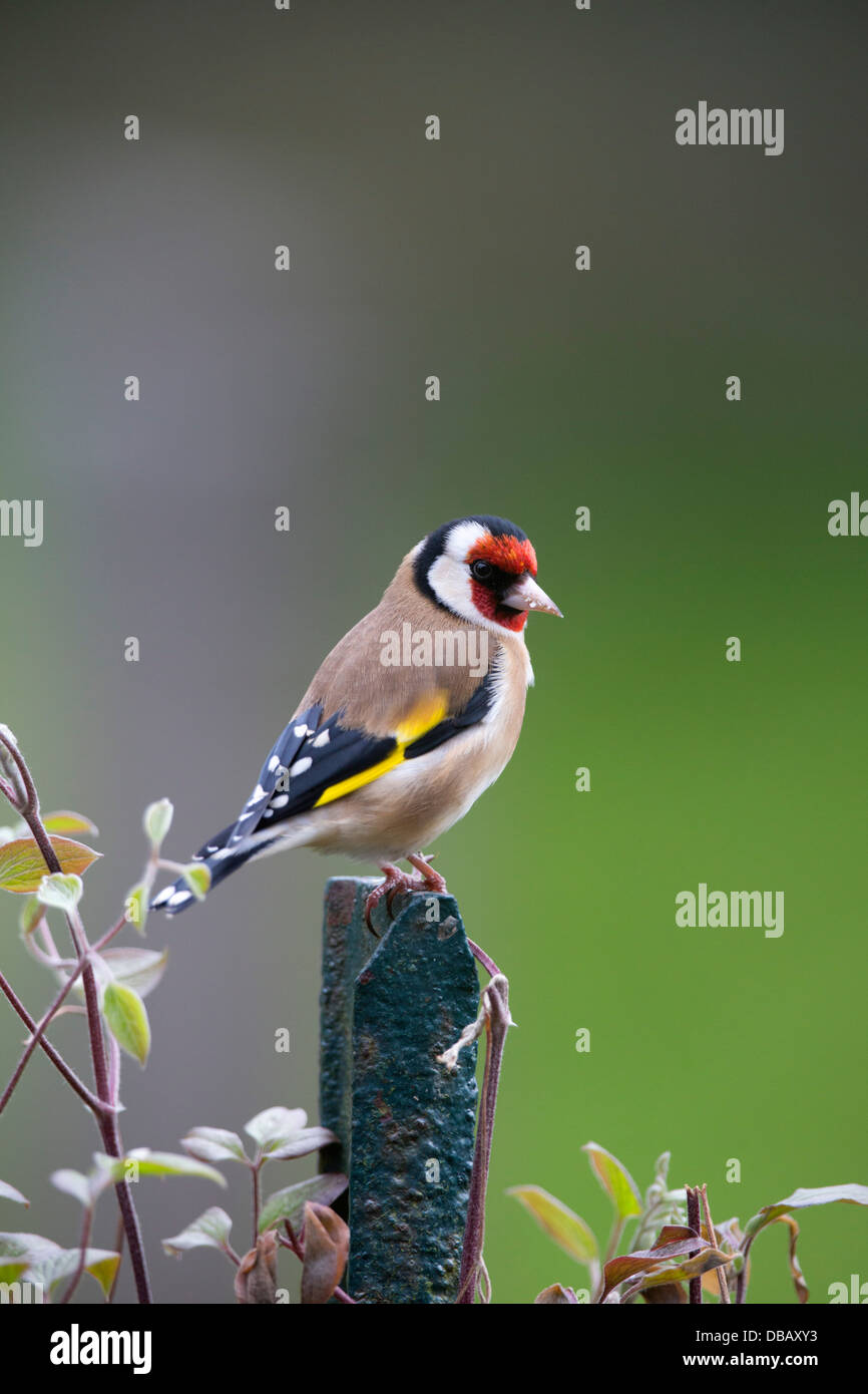 Chardonneret Carduelis carduelis ; Royaume-Uni ; Banque D'Images