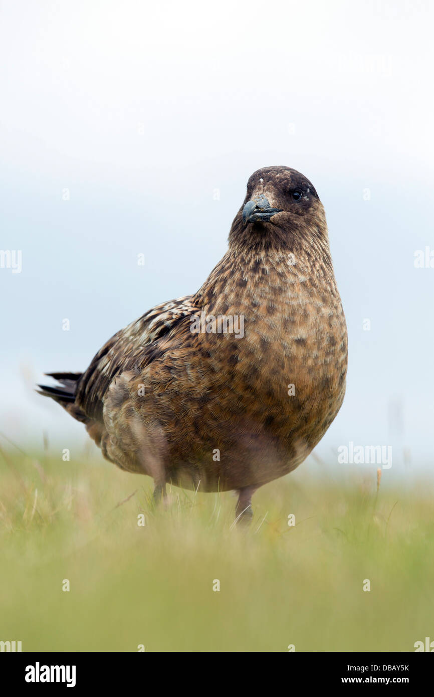 Grand Labbe Stercorarius skua ; ; ; Royaume-Uni Shetland Banque D'Images