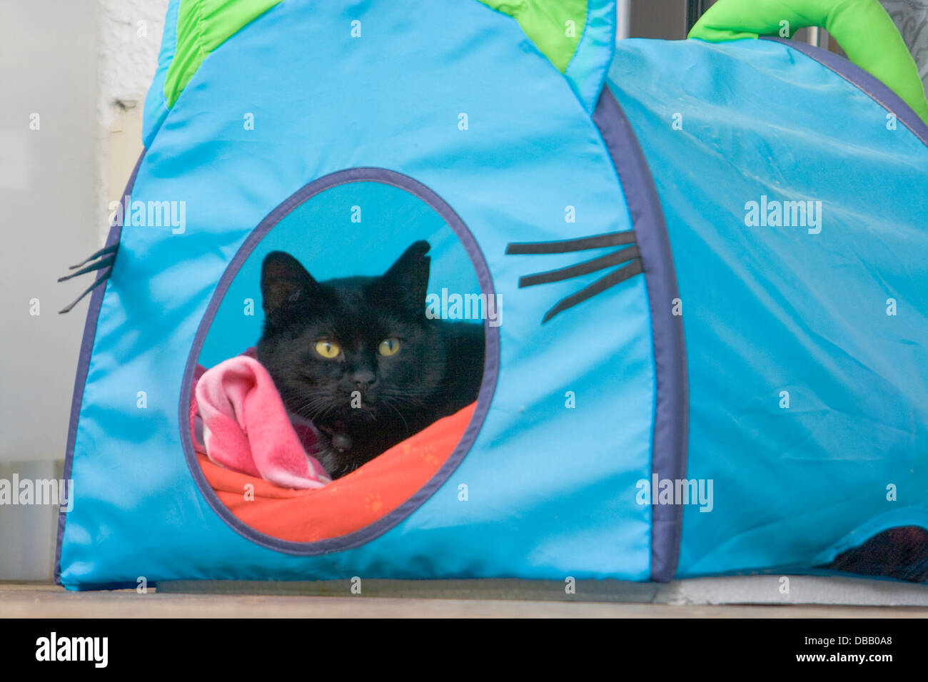 Schwarzer Kater im blauen Katzenzelt, auf roter Decke, schaut neugierig heraus ; black cat in blue cat tente Banque D'Images