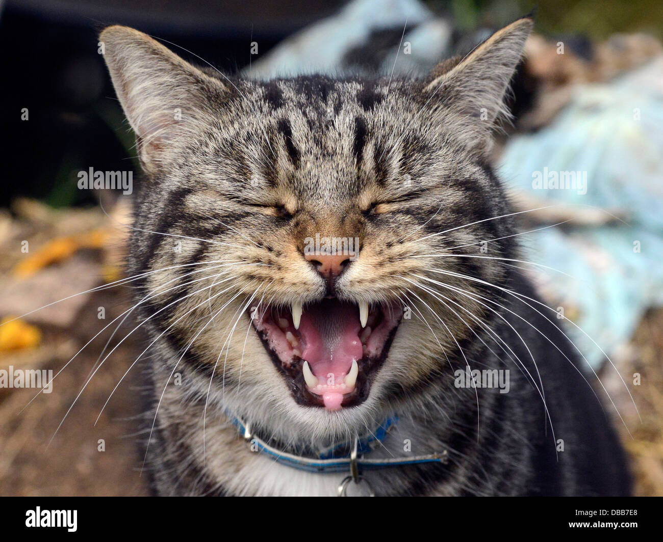 Un chat tabby bâillant montrant ses dents acérées. Banque D'Images