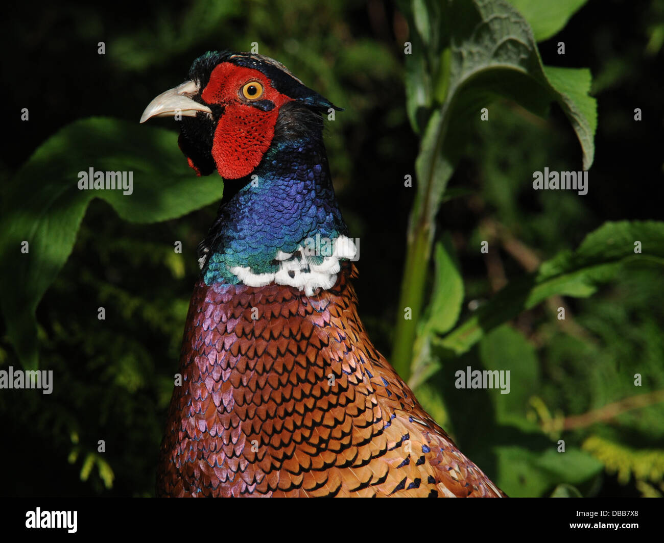 Un faisan mâle aux plumes colorées. Banque D'Images