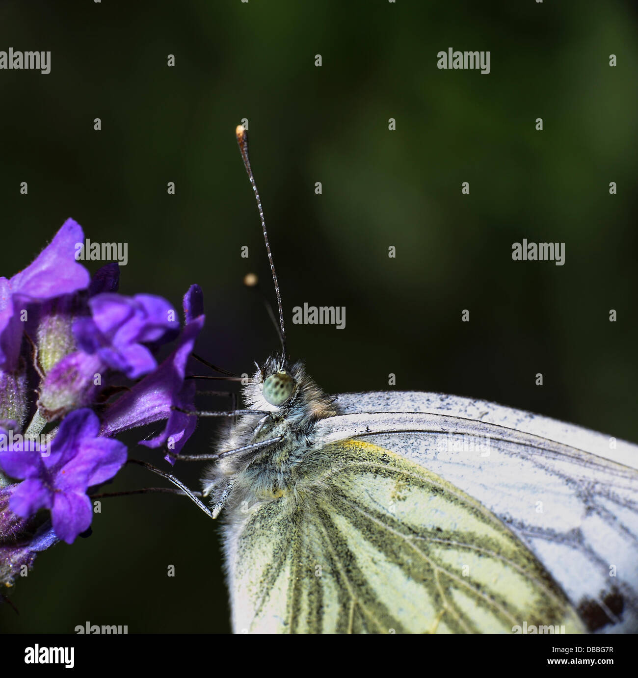 Petit papillon blanc sur la Lavande Banque D'Images