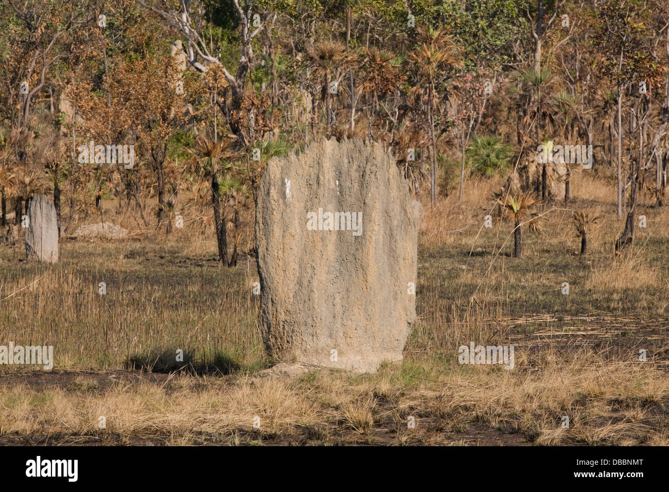 Termitières magnétiques dans la région de Litchfield National Park, Australie Banque D'Images