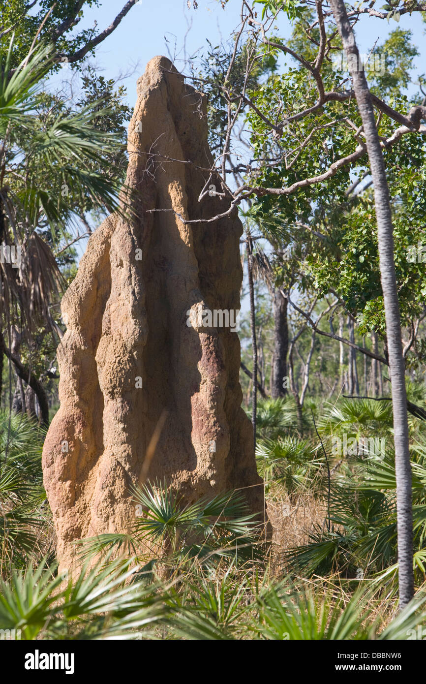 Magentic géant termitière dans le Litchfield National Park, Australie Banque D'Images