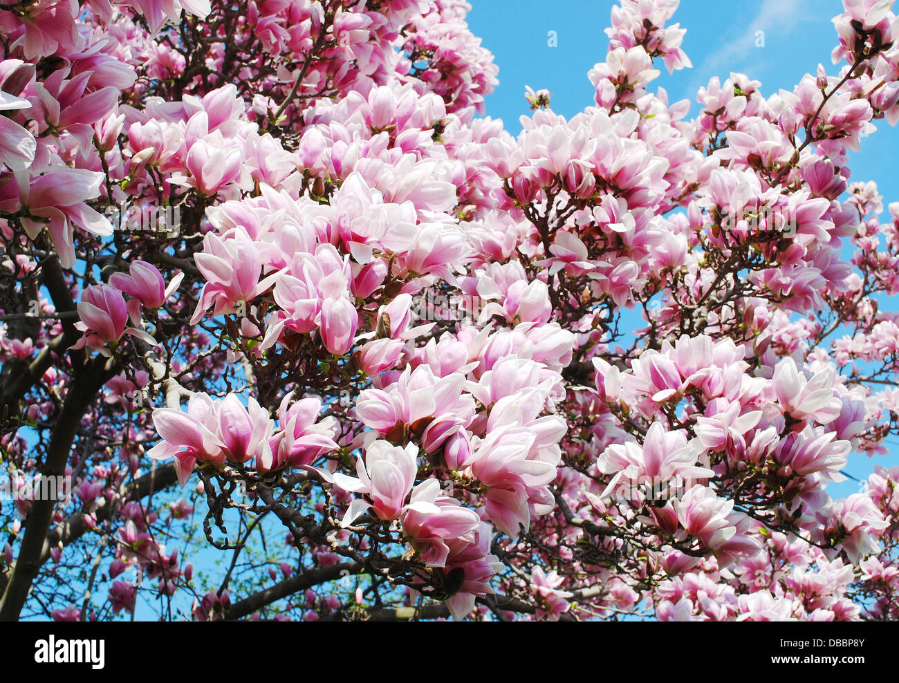 Magnolia, arbre, fleurs, blossom, libre, isolée, en fleurs, fleurs de pâques, naturelle, dynamique, parc, fleur de magnolia, blanc, s Banque D'Images