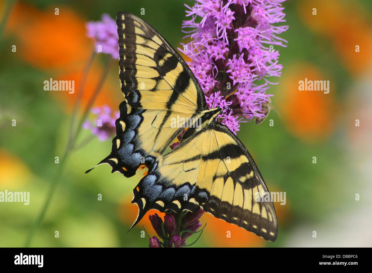 L'Est Tiger Swallowtail Butterfly sur un pédoncule de Blazing Star Fleurs, Papilio glaucus Linnaeus Banque D'Images