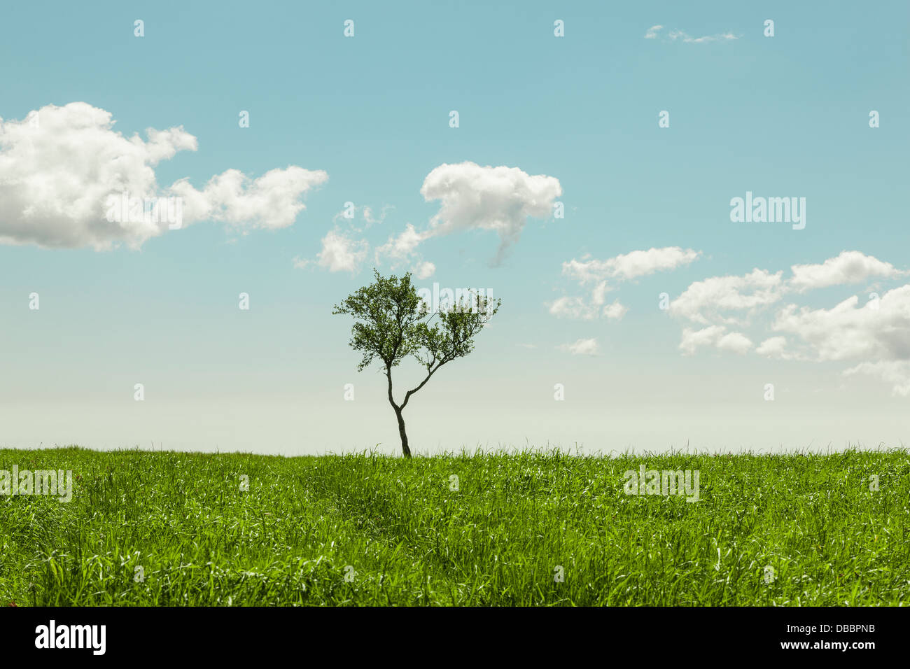 Lonely tree dans un pré herbeux sur une belle journée d'été Banque D'Images