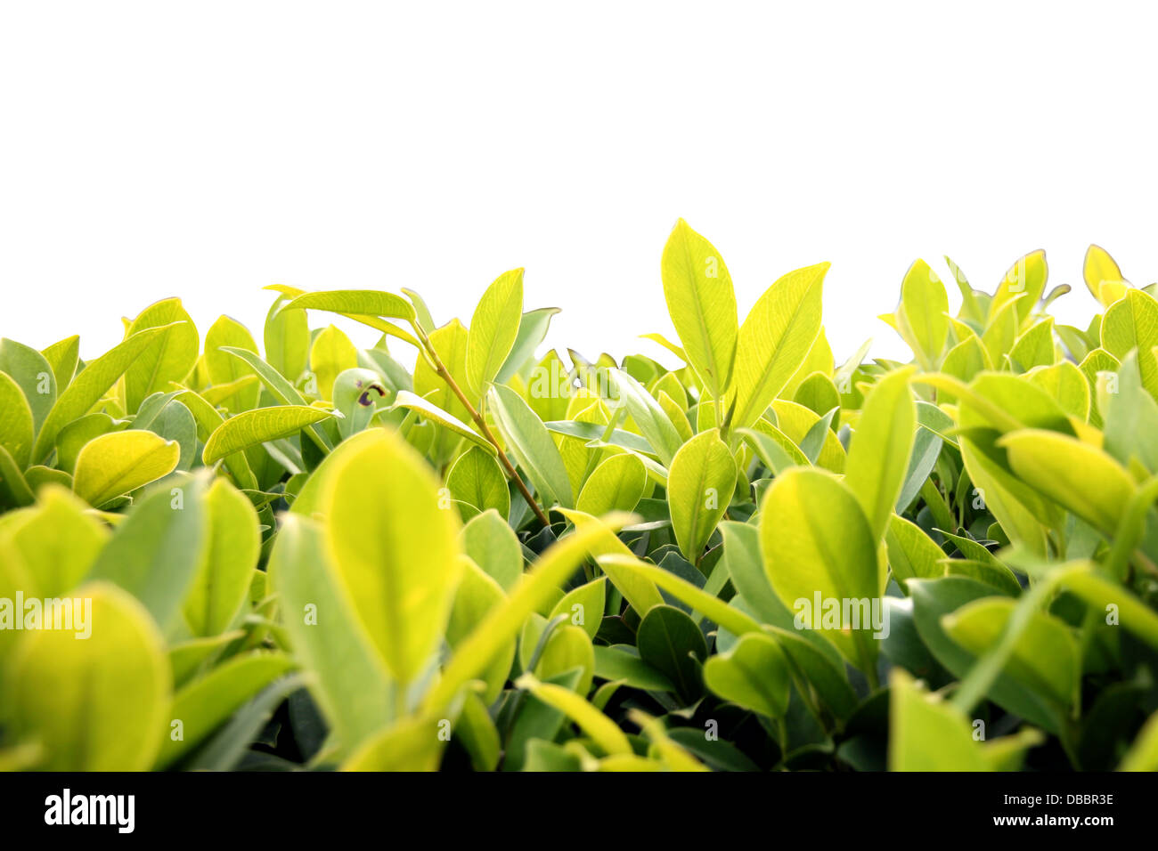 Les buissons verts sur fond blanc. Banque D'Images