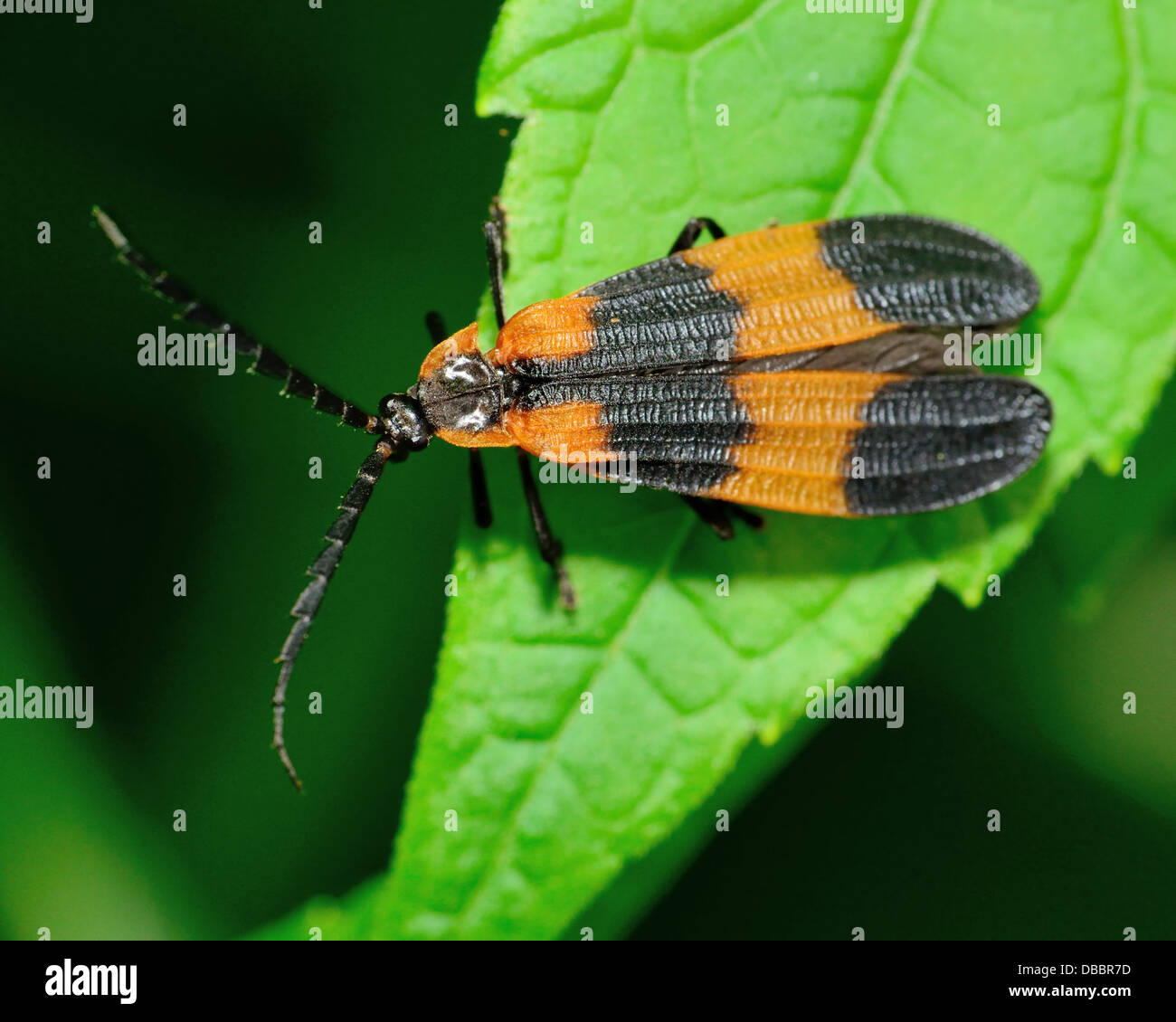 Net-winged Beetle perché sur une feuille verte. Banque D'Images
