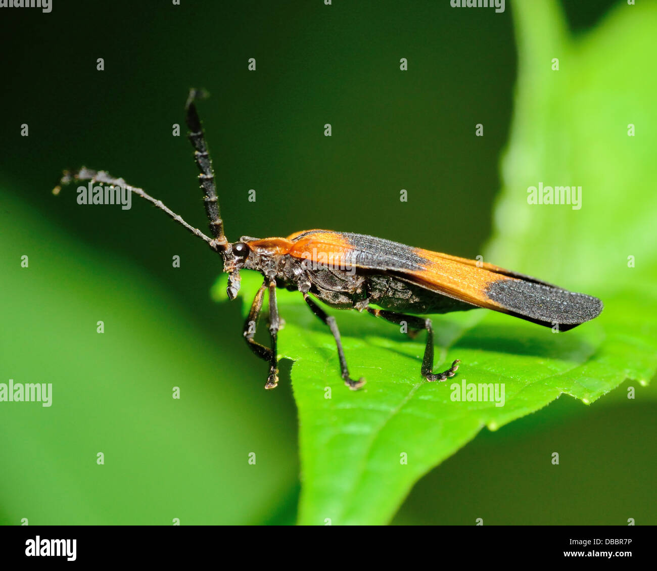 Net-winged Beetle perché sur une feuille verte. Banque D'Images