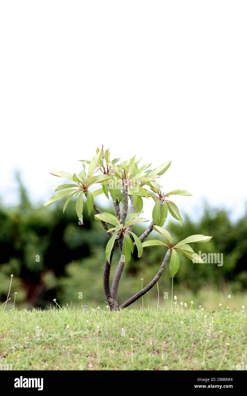 Le petit arbre à côté de la voiture de route. Banque D'Images