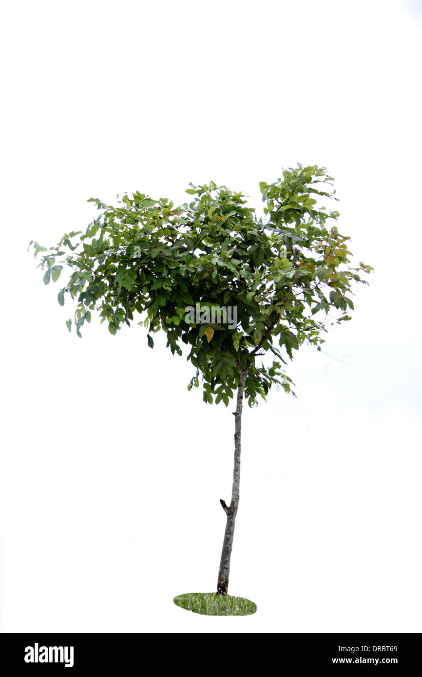Petits arbres dans la forêt sur un fond blanc. Banque D'Images
