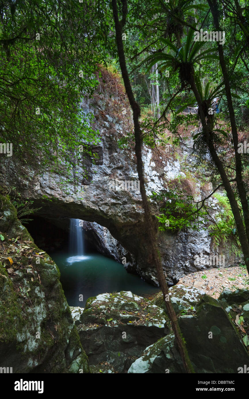 Le pont naturel - eau-formé en cascade et grotte Parc National de Springbrook. L'arrière-pays de la Gold Coast, Queensland, Australie Banque D'Images