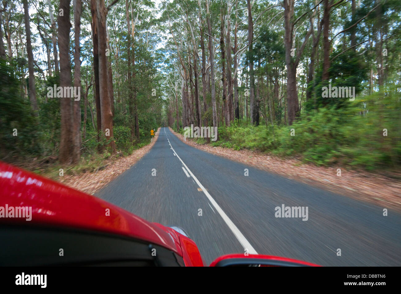 La conduite dans la forêt d'eucalyptus dans la région de Parc National de Springbrook. L'arrière-pays de la Gold Coast, Queensland, Australie Banque D'Images