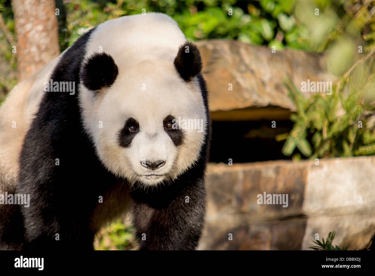 Un gros plan d'un panda géant Banque D'Images