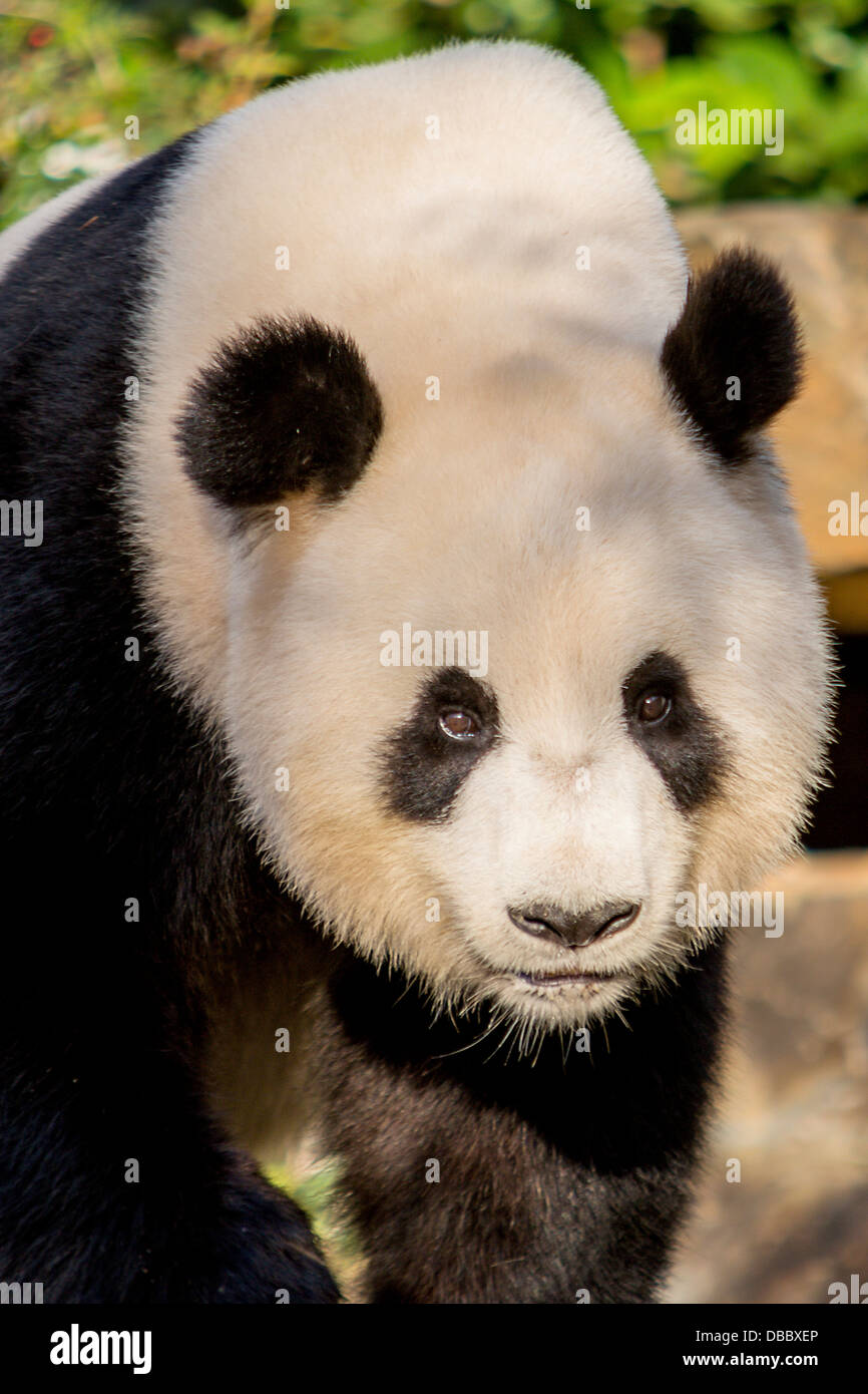 Un gros plan d'un panda géant Banque D'Images