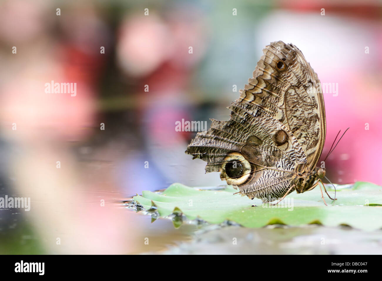 Géant des forêts exotiques Owl (owl, papillon caligo eurilochus) Banque D'Images