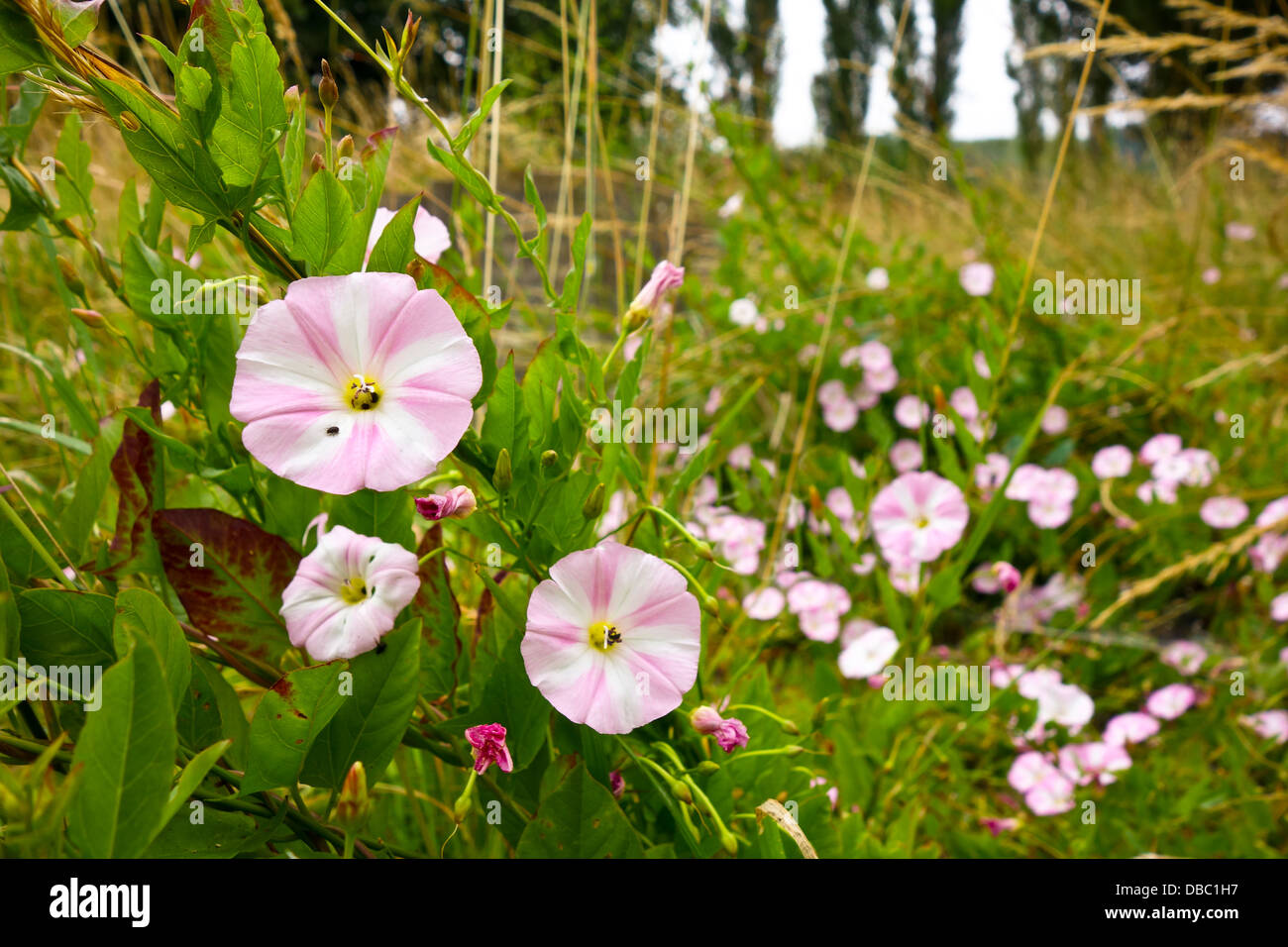 Le liseron des champs Convolvulus arvensis Banque D'Images