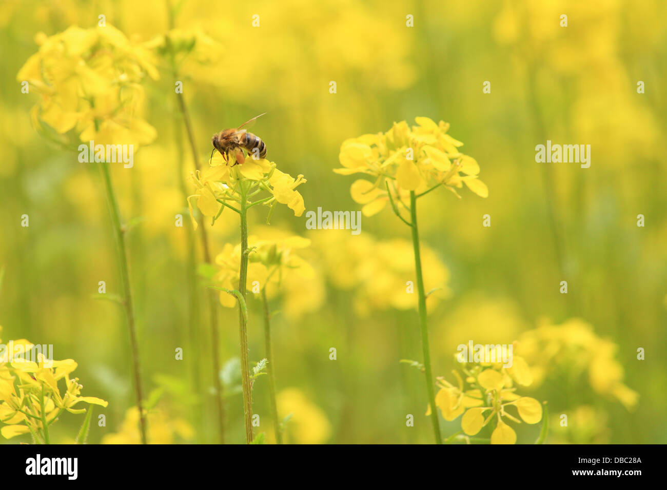 L'abeille (Apis mellifera) la collecte de nectar sur les fleurs des plantes de moutarde blanche (Sinapis alba). Banque D'Images