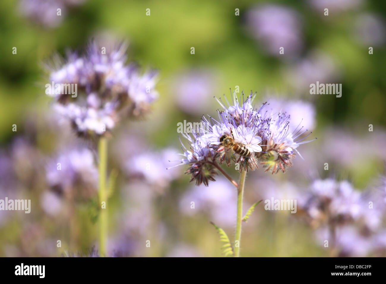 Le blooming flower de Lacy phacelia (Phacelia tanacetifolia). Emplacement : petites Karpates, la Slovaquie. Banque D'Images