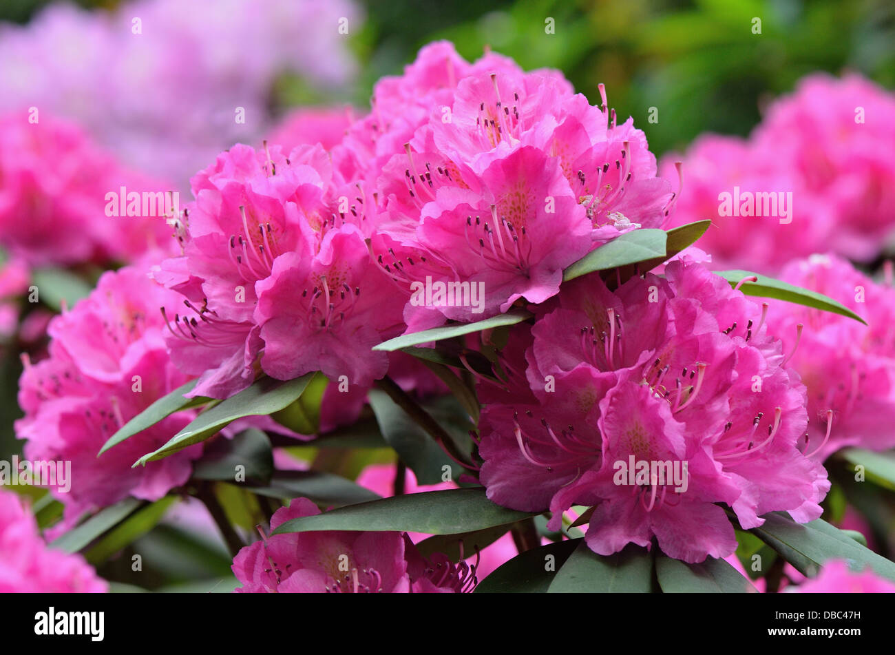 Rhododendron couleur fuchsia Catherine van Tol blossom Banque D'Images