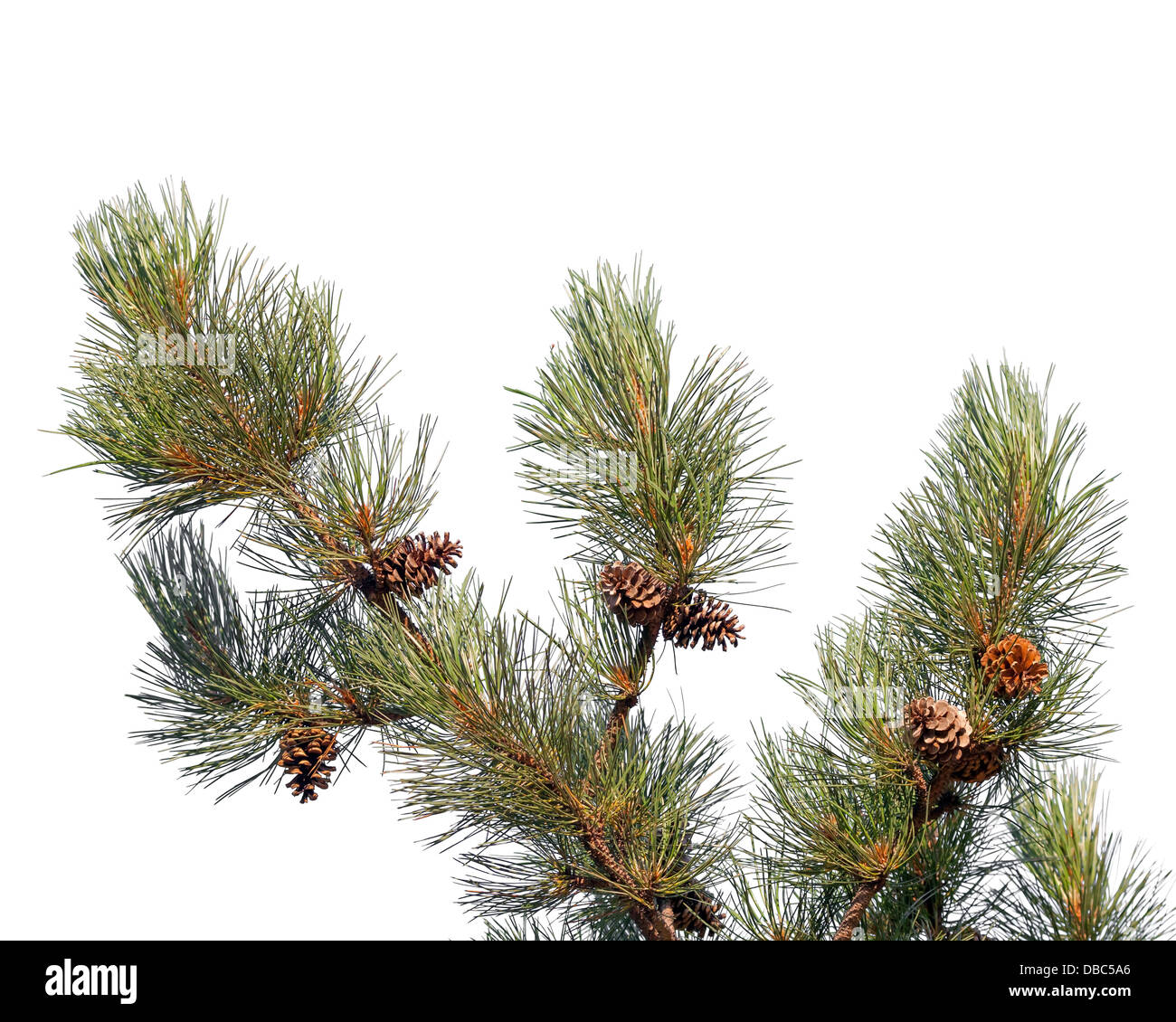 Direction générale de l'arbre de pin avec les cônes isolated on white Banque D'Images