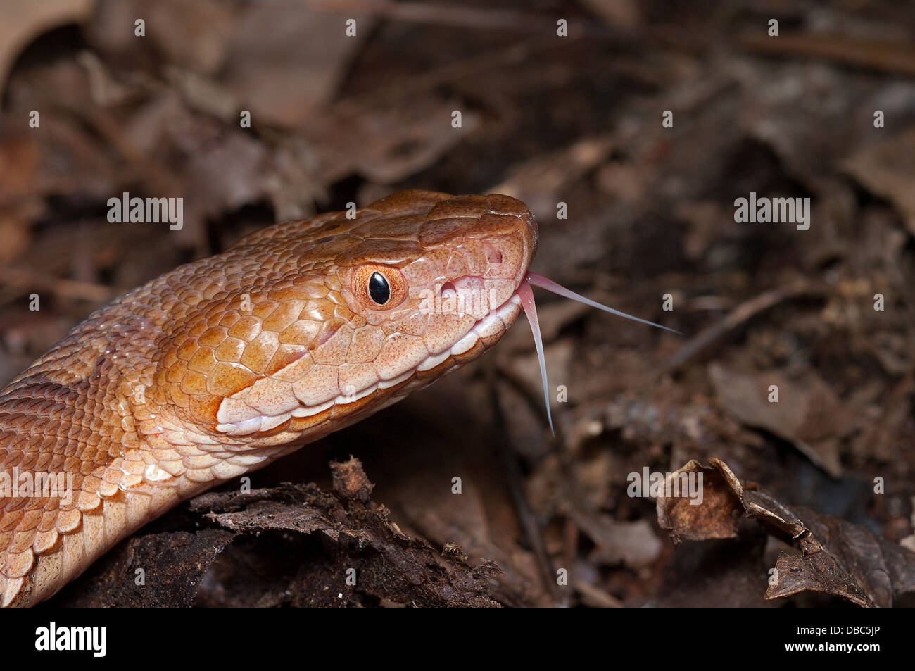 Le nord de Copperhead Serpent, Agkistrodon contortrix mokasen, Pit Viper, reptiles d'amérique du nord, de reptiles, serpent Banque D'Images Le nord de Copperhead Serpent, Agkistrodon contortrix mokasen, Pit Viper, reptiles d'amérique du nord, de reptiles, serpent Banque D'Images