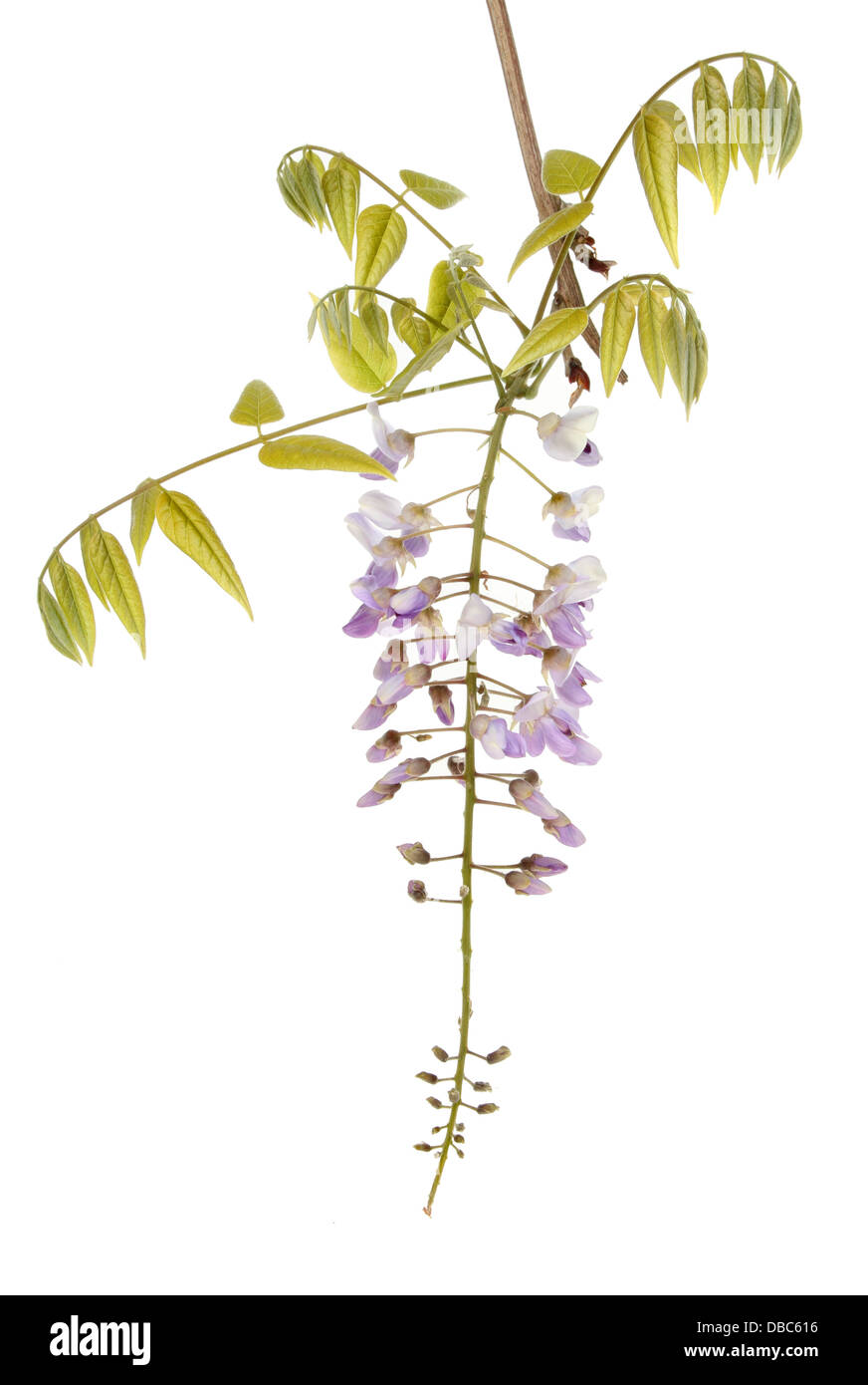 Les fleurs de glycine et de feuillages isolés contre white Banque D'Images