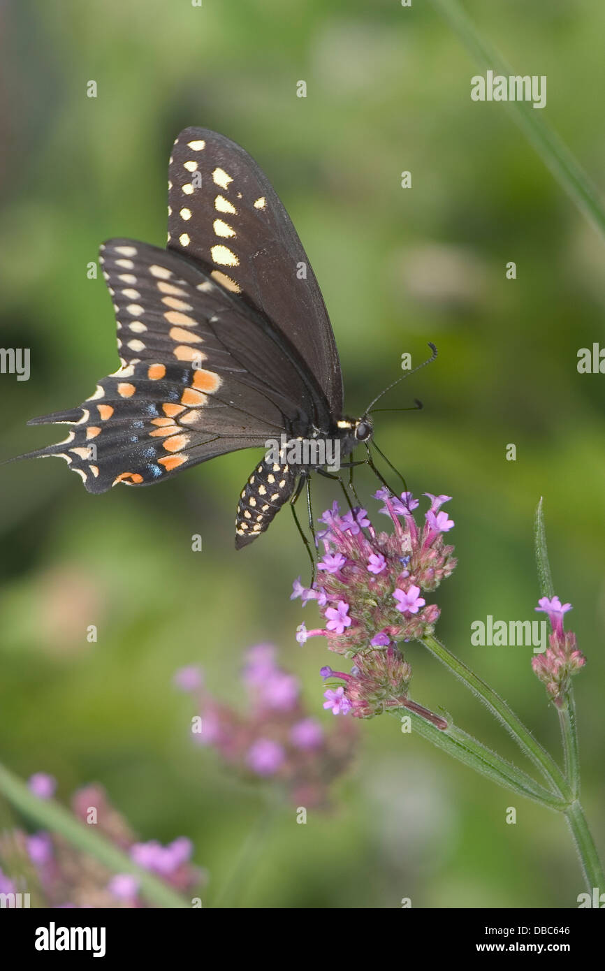 Un papillon, le Swallowtail noir brésilien sur la Verveine Fleurs, Papilio polyxenes Fabricius Banque D'Images