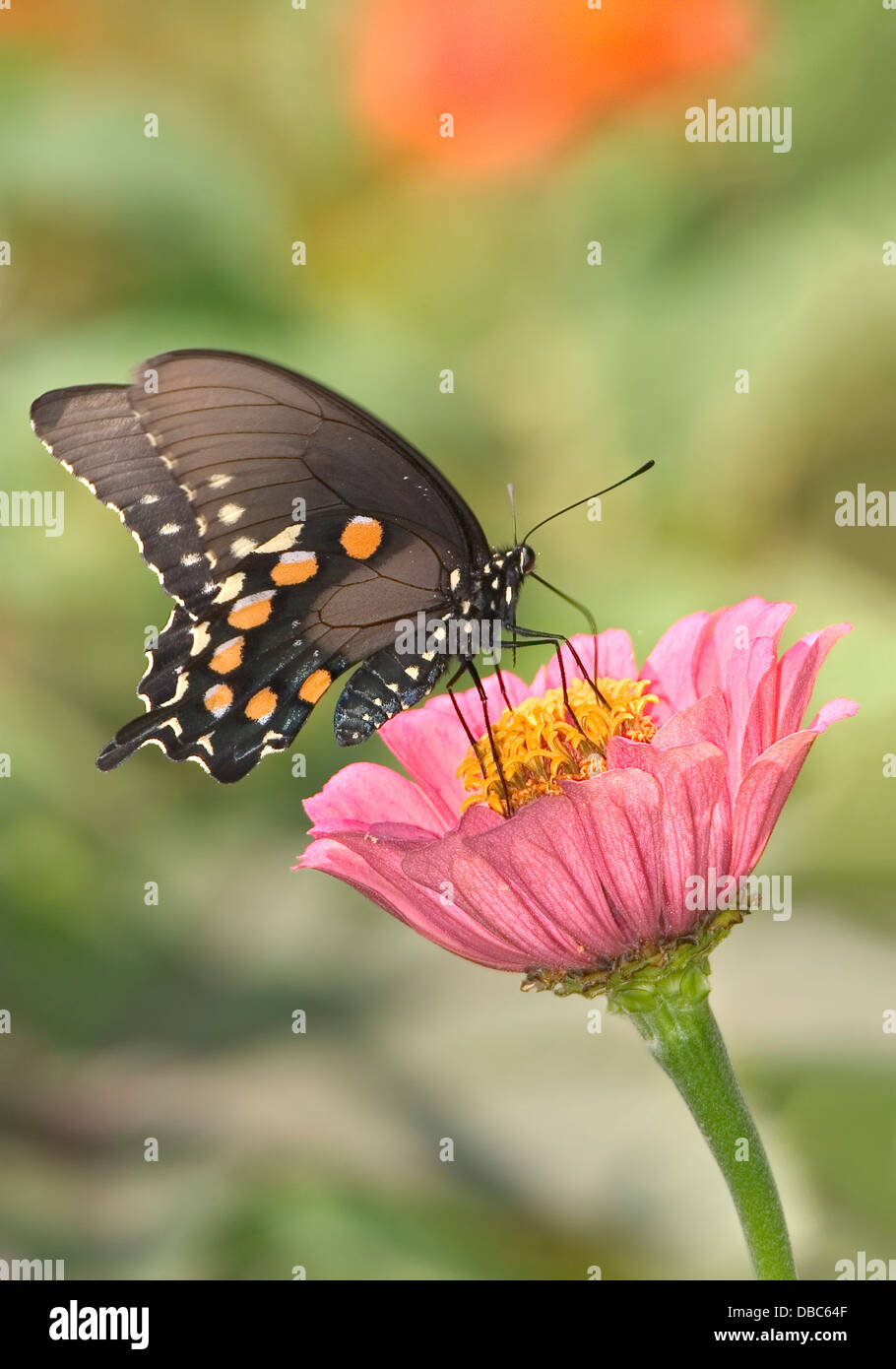 Un papillon, le Pipevine Swallowtail Nectar sur une fleur rose, battus philenor Banque D'Images