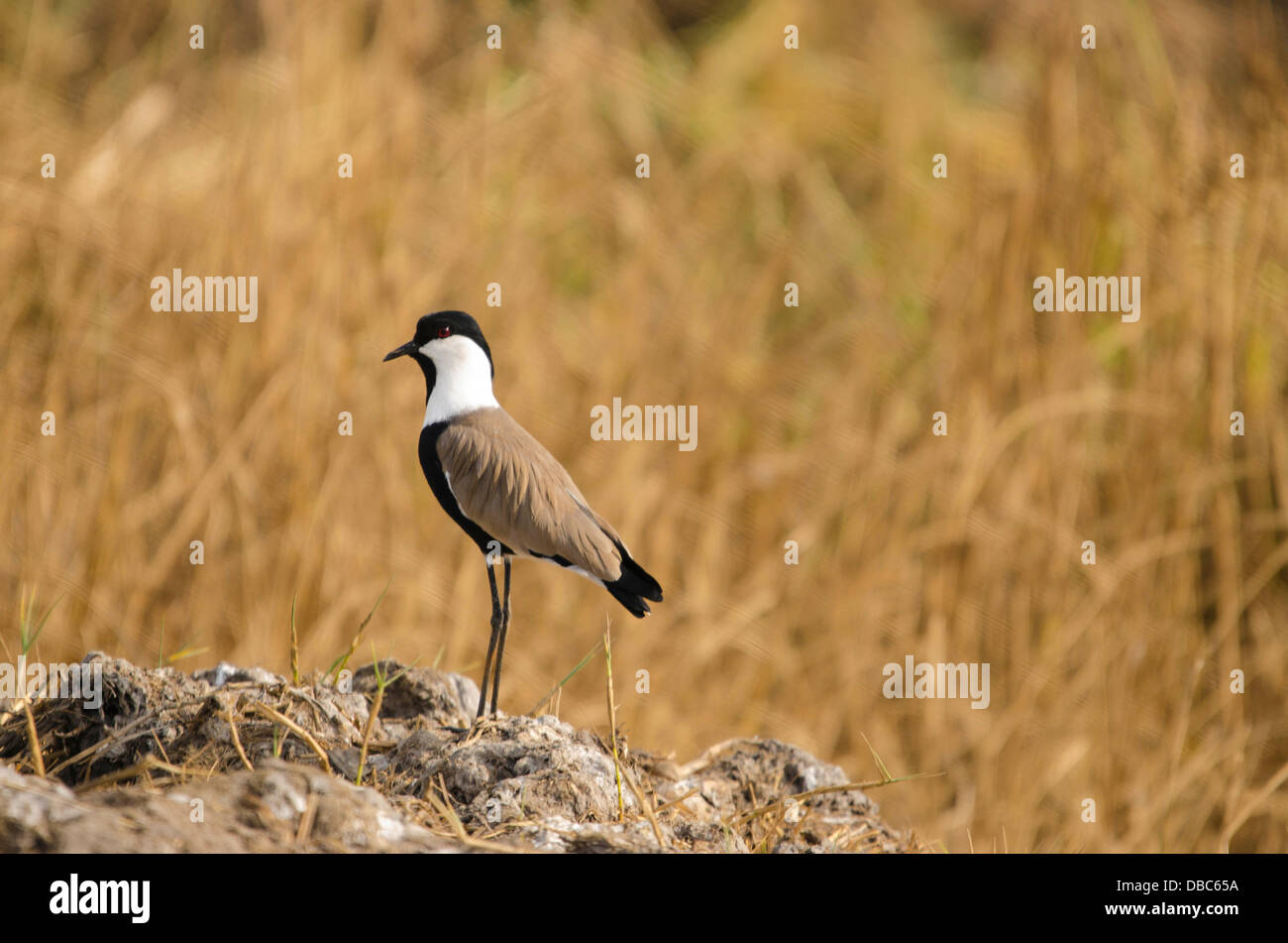 Spur-Winged (Vanellus spinosus) Gambie Kotu creek Banque D'Images