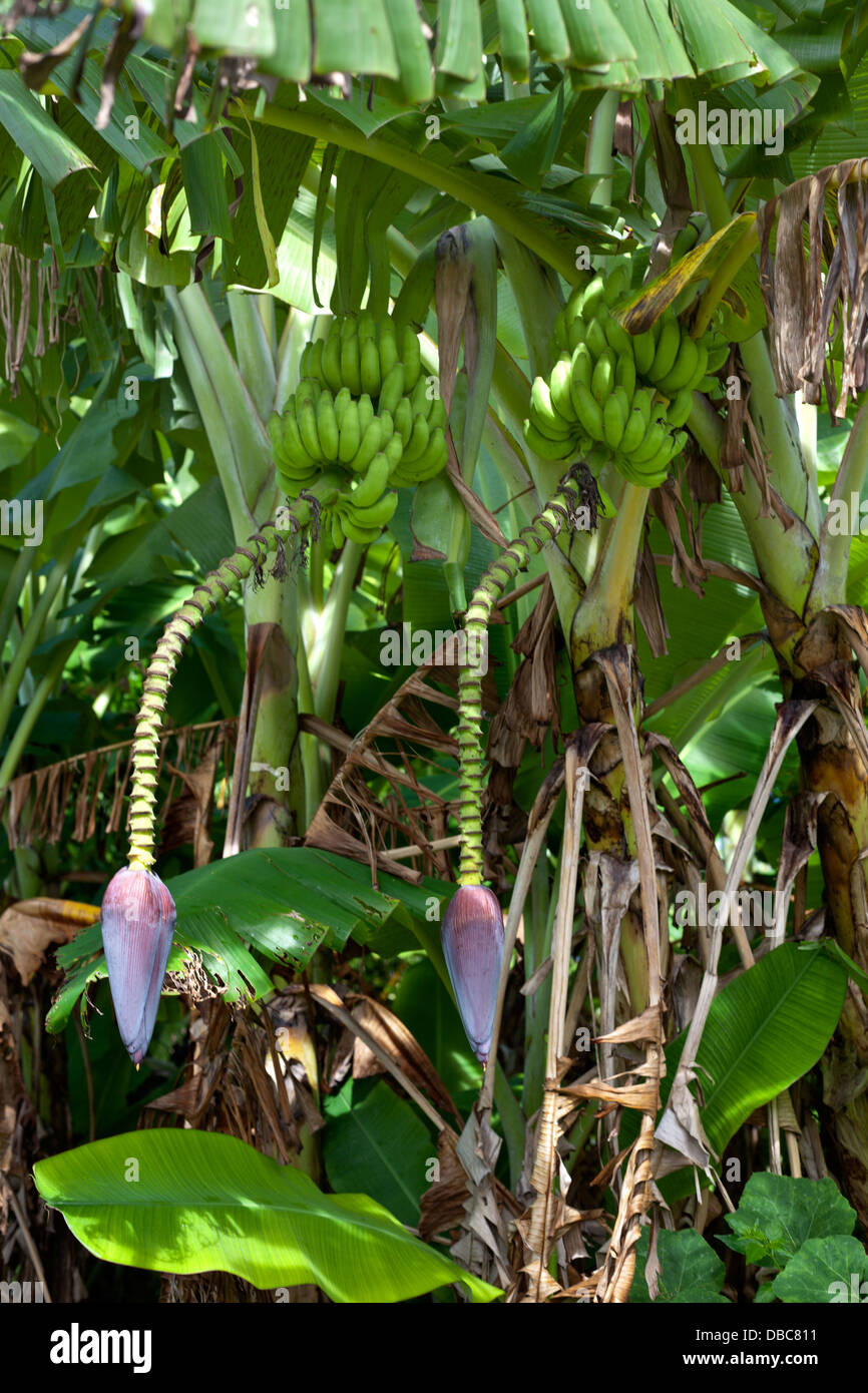 Les bananiers avec des régimes de bananes vertes poussant dans une plantation de fruits et légumes biologiques dans l'île de Aitutaki, Îles Cook Banque D'Images