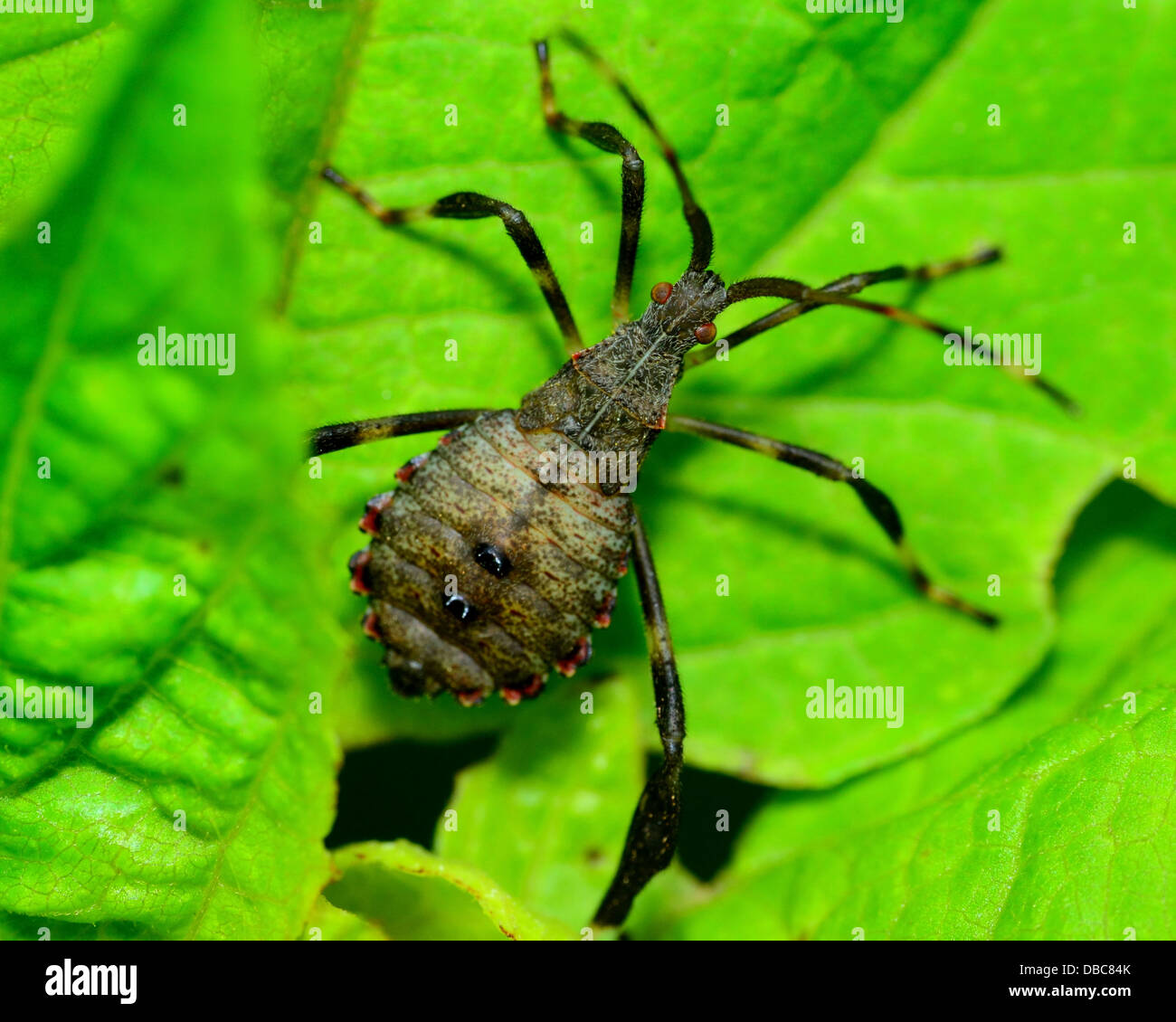 Assassin Bug perché sur une plante verte feuille. Banque D'Images