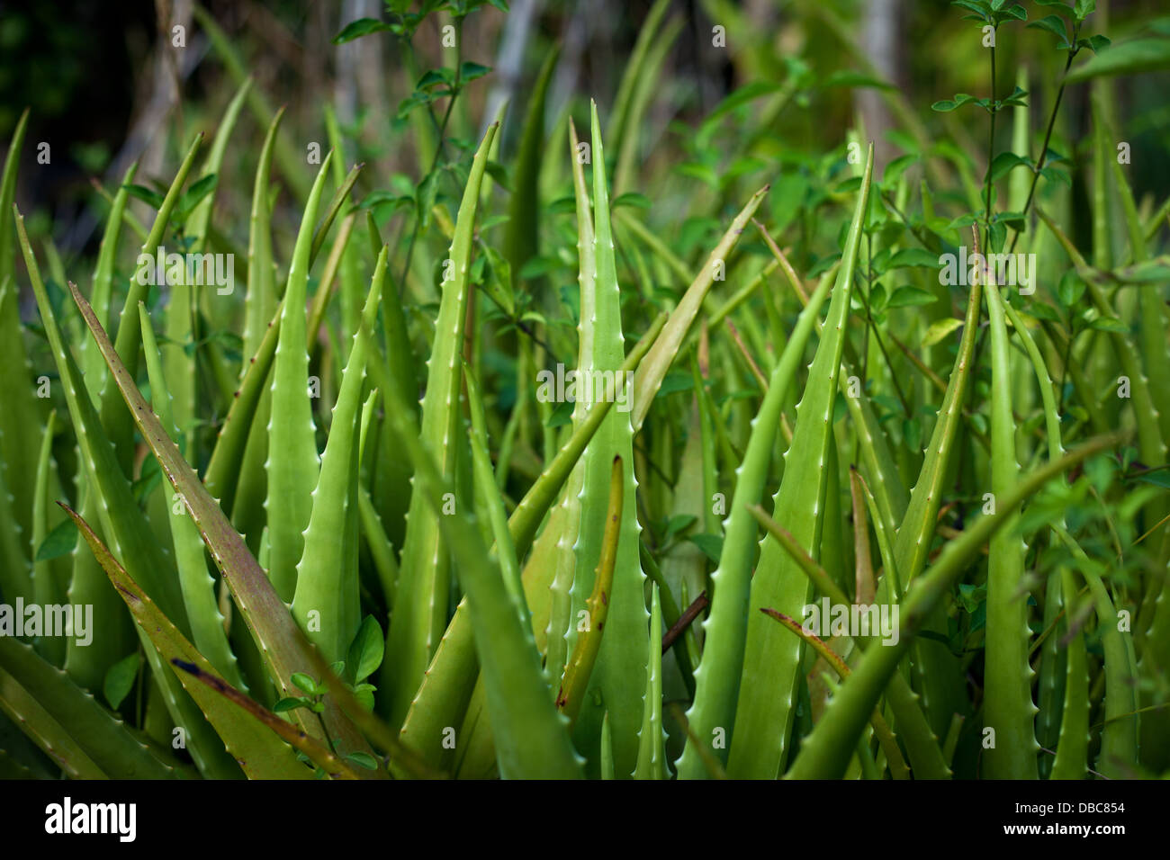 Les feuilles d'Aloe vera (Aloe Barbadensis) poussant dans un jardin potager biologique vert dans l'île de Aitutaki, Îles Cook Banque D'Images