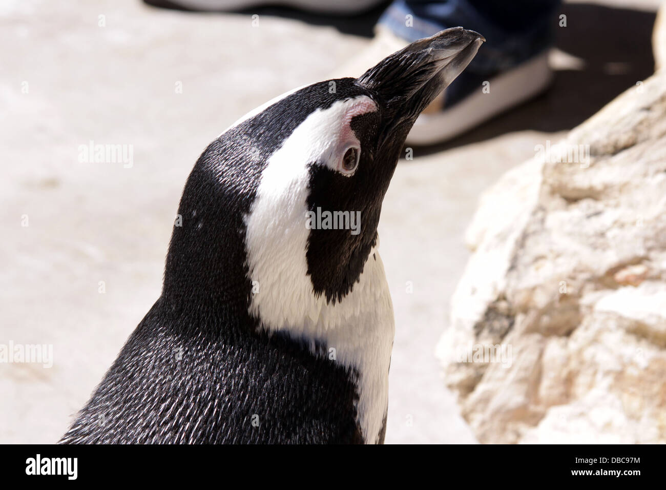 Le Manchot du Cap (Spheniscus demersus), également connu sous le nom de Black-footed ou Jackass Penguin. Pour un usage éditorial uniquement. Banque D'Images