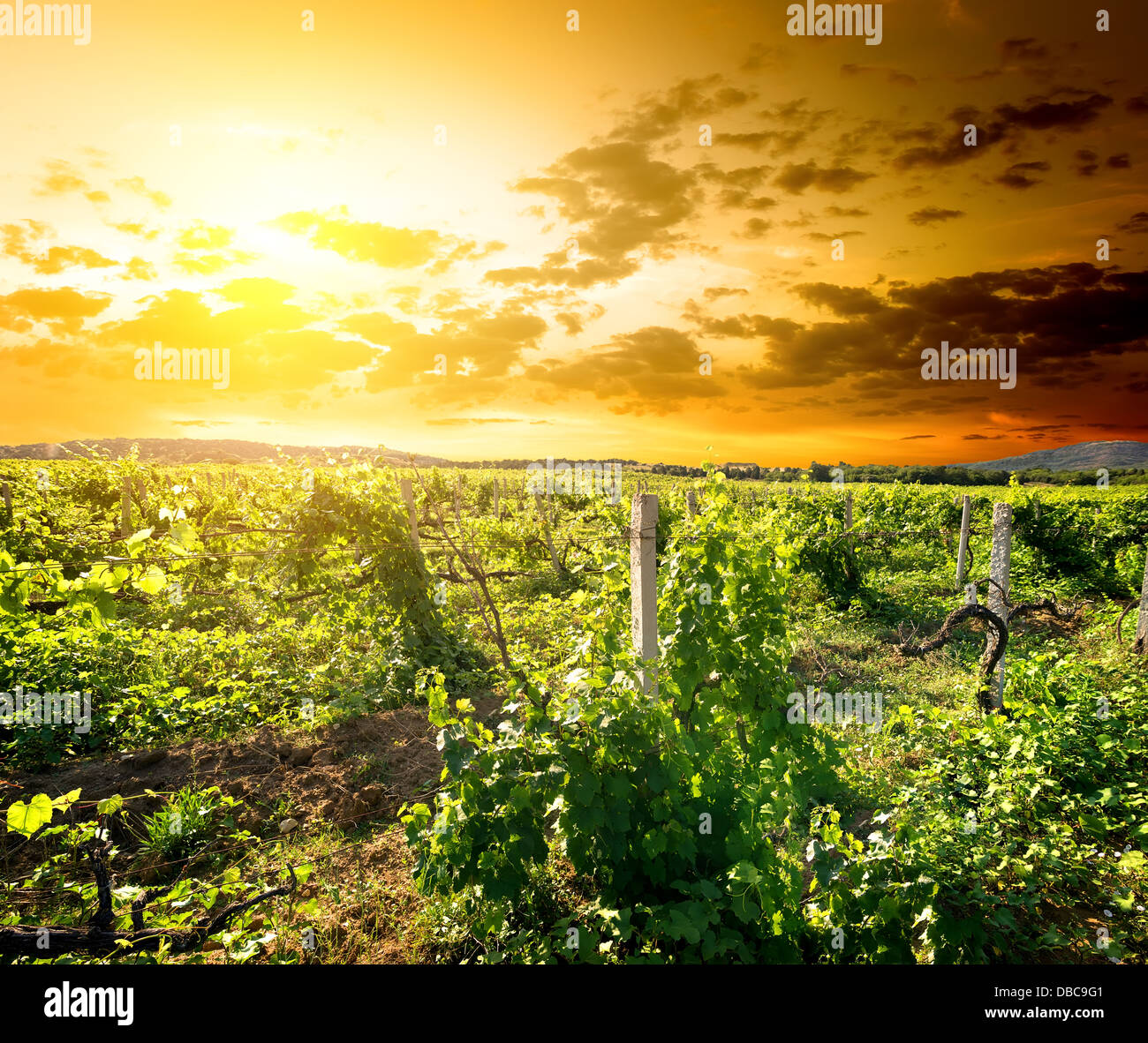 Green vinyard au sunrise en Crimée Banque D'Images