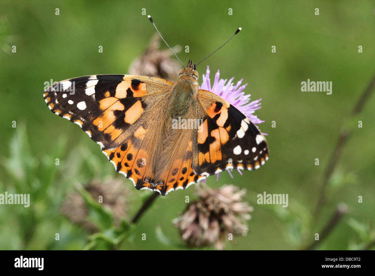 Macro détaillée d'une belle dame-butterfly (Vanessa cardui) cosmopolite ou nourriture dans une variété de fleurs (80 images au total) Banque D'Images