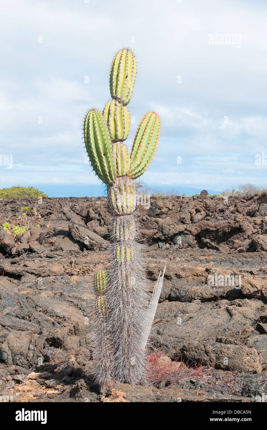 Cactus candélabres trouvés dans les zones arides de l'grwoing Galapagos jusqu'à huit mètres de hauteur. Banque D'Images