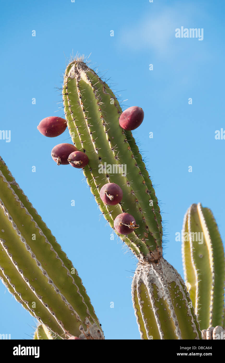 Cactus candélabres trouvés dans les zones arides des Galapagos jusqu'à huit mètres de haut. Banque D'Images