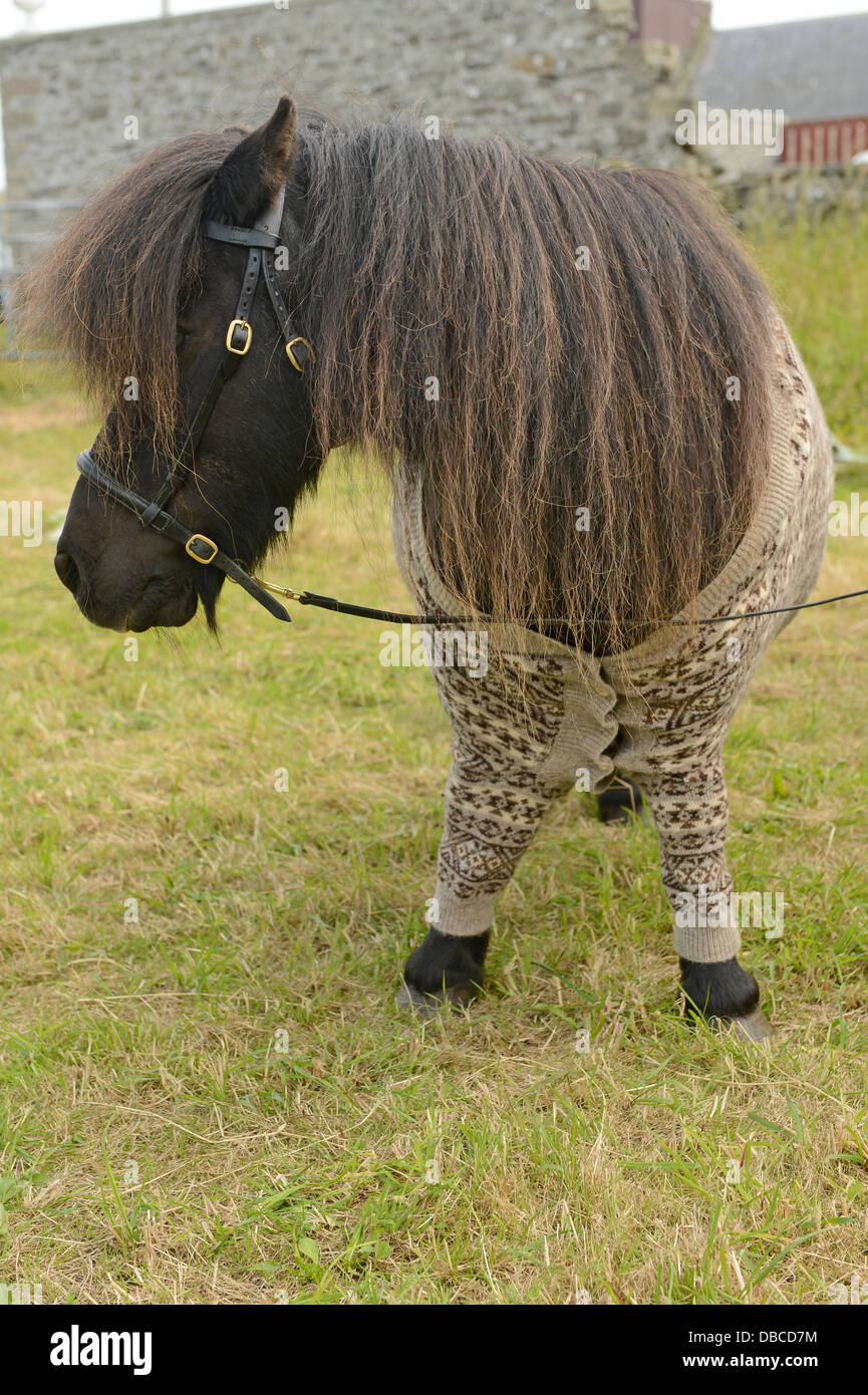 Poney Shetland avec Fair Isle Banque D'Images